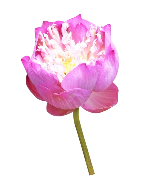 Lotus Frower — Stockfoto