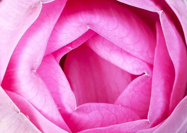 Lotus Frower — Stock Photo, Image