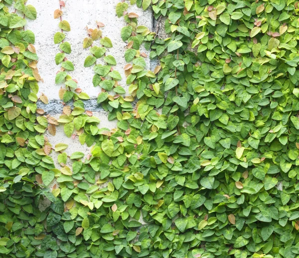 Green Creeper — Stock Photo, Image