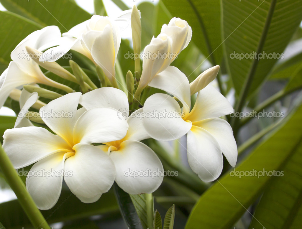White plumeria flower.