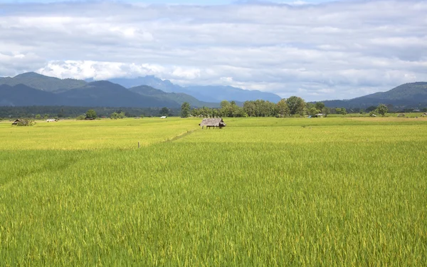 Bilderrahmen — Stockfoto