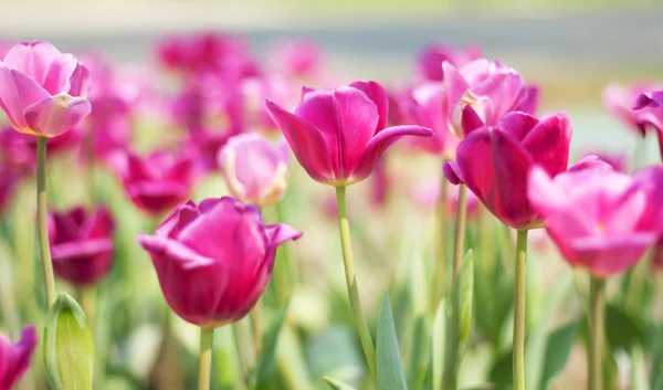 Tulipany. — Zdjęcie stockowe