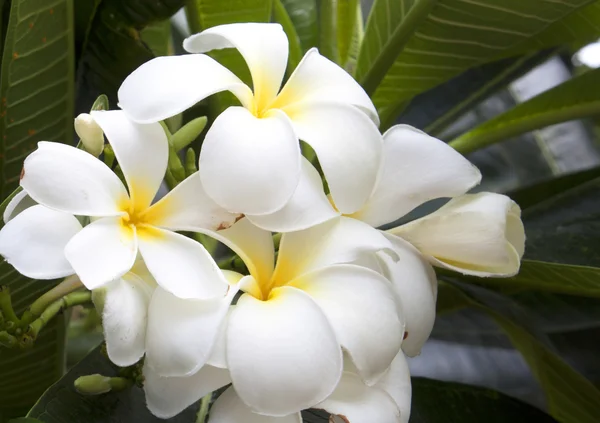 Flor de plumeria branca . — Fotografia de Stock