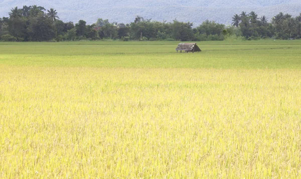 Rice fields. — Stock Photo, Image