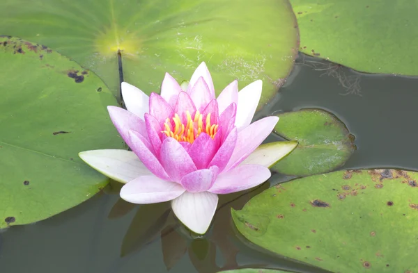 Lotus flower — Stock Photo, Image