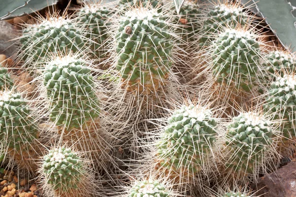 Cactus sfär. — Stockfoto