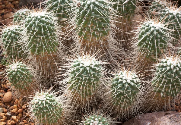 Cactus sphere. — Stock Photo, Image