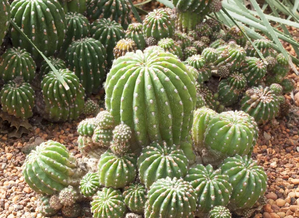 Sfera di cactus . — Foto Stock