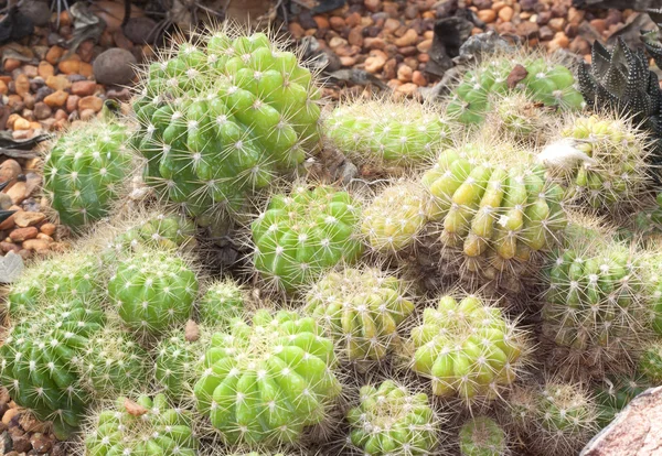 Cactus sphere. — Stock Photo, Image