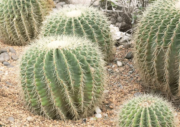 Kaktus koule. — Stock fotografie