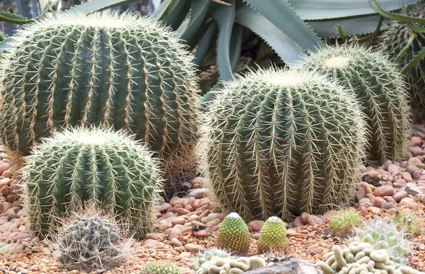 Cactus sfär. — Stockfoto