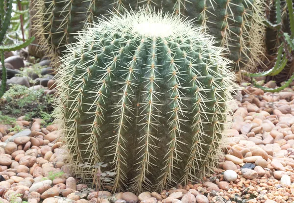 Cactus sphere. — Stock Photo, Image