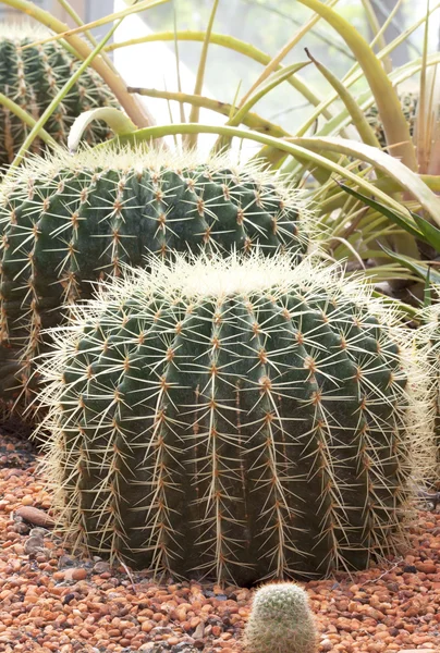 Esfera de cactus . —  Fotos de Stock