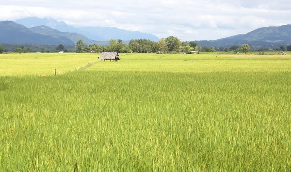 Rice fields. — Stock Photo, Image