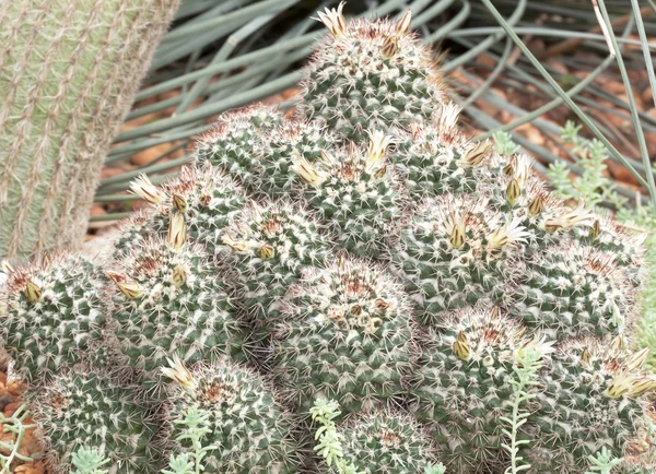 Kaktusz-gömb. — Stock Fotó