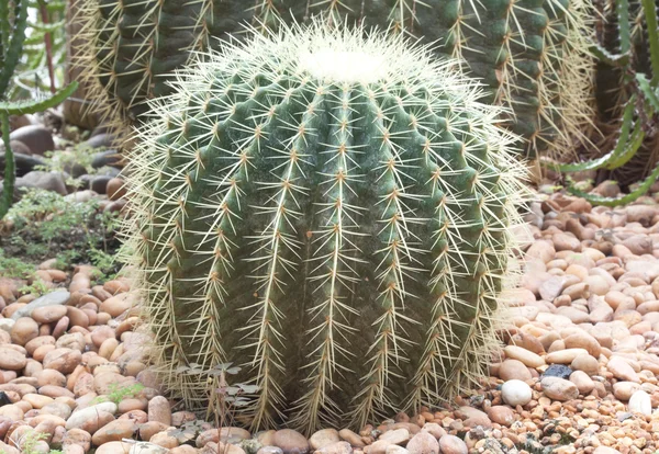 Sfera di cactus . — Foto Stock