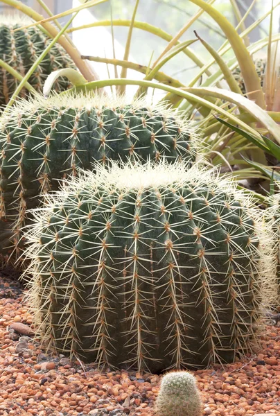 Kaktus koule. — Stock fotografie