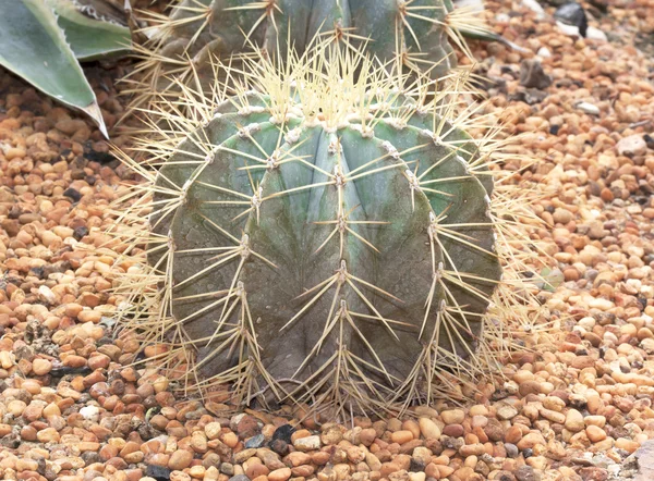 Esfera de cactus . —  Fotos de Stock