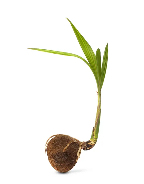 Coconut seedlings. — Stock Photo, Image