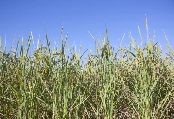 Rijst veld klaar voor oogst — Stockfoto