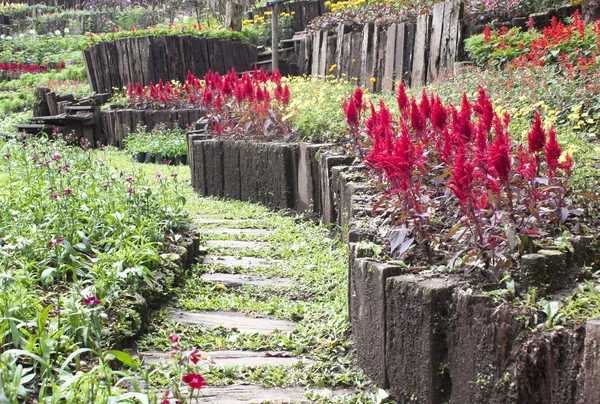 Jardins e arbustos públicos vegetação e flores . — Fotografia de Stock