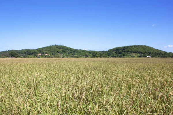 Yellow rice paddy harvesting season — Stock Photo, Image