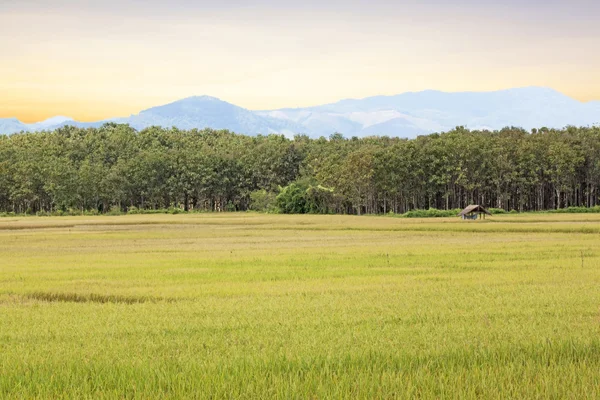 Riz jaune saison de récolte du riz — Photo