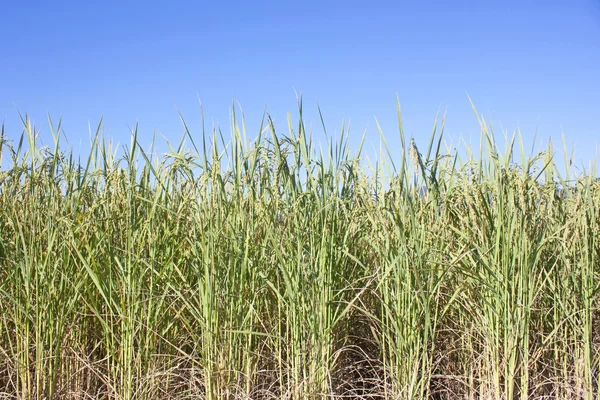 Reisfeld bereit für die Ernte — Stockfoto