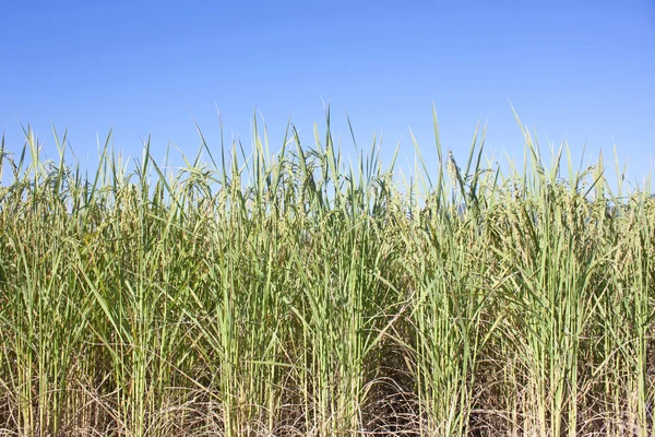 Campo di riso pronto per il raccolto — Foto Stock