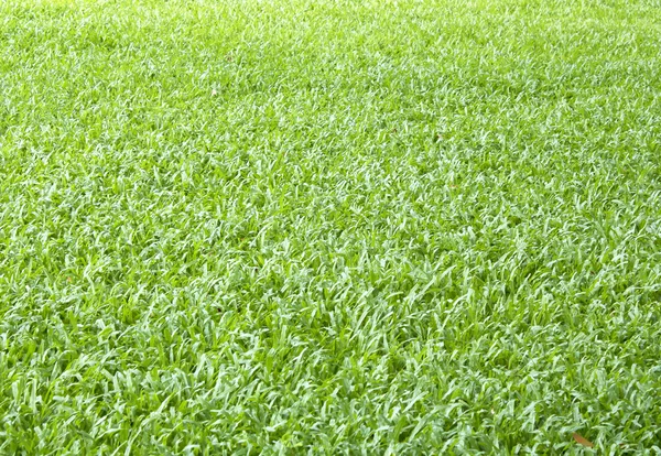 Grüner Hintergrund — Stockfoto