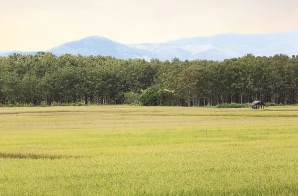 Gelbe Reisfelder Erntezeit — Stockfoto