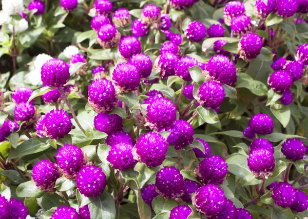 Flores cor de rosa — Fotografia de Stock