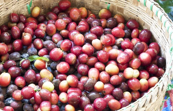 Granos de café frescos — Foto de Stock