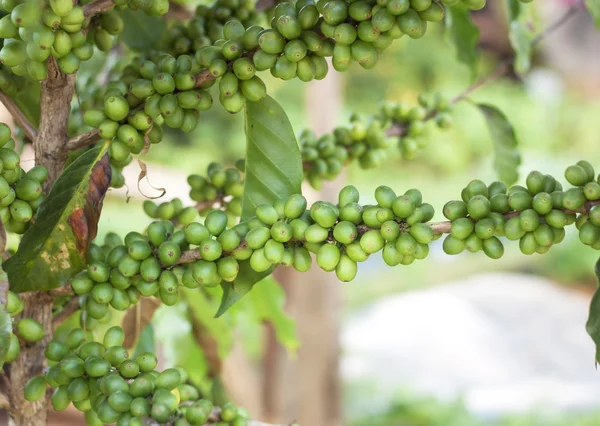 Green coffee beans — Stock Photo, Image