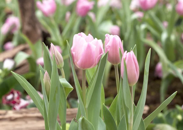 郁金香花 — 图库照片