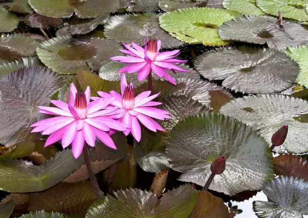 蓮の花の背景 — ストック写真