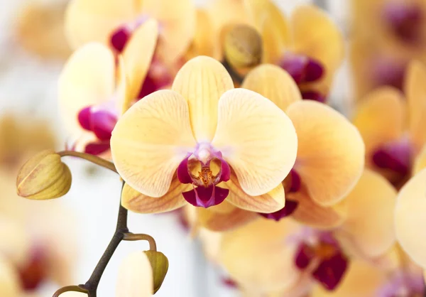 Beautiful yellow orchid — Stock Photo, Image