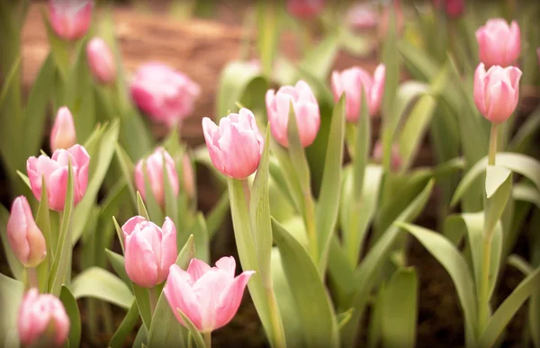 Fleurs de tulipes — Photo