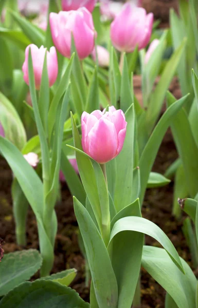 Fleurs de tulipes — Photo