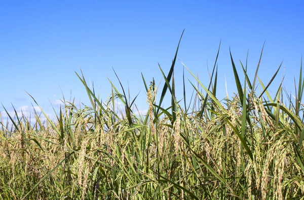 Рисовое поле жёлтое — стоковое фото