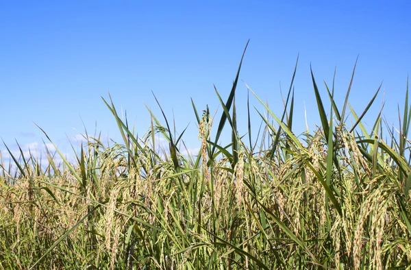 Reisfeld gelb — Stockfoto