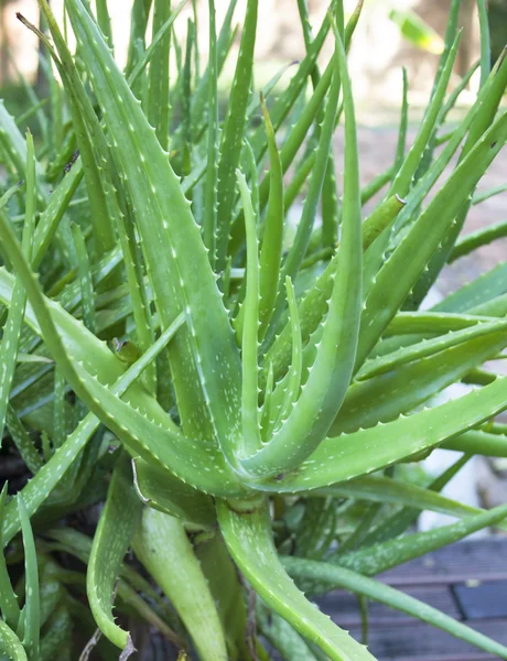 Aloe vera. — Fotografie, imagine de stoc