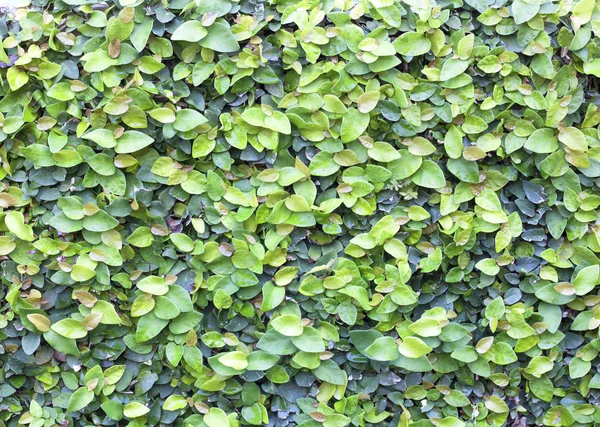Zielone pnącza — Zdjęcie stockowe