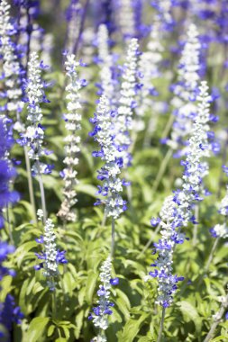 Salvia mor çiçekler