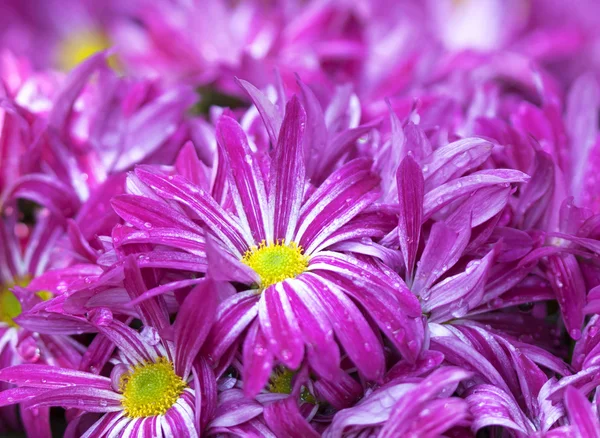 Pink flower — Stock Photo, Image