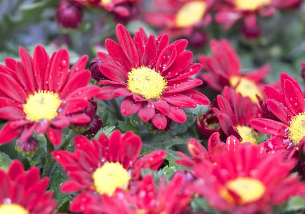 Red flower — Stock Photo, Image