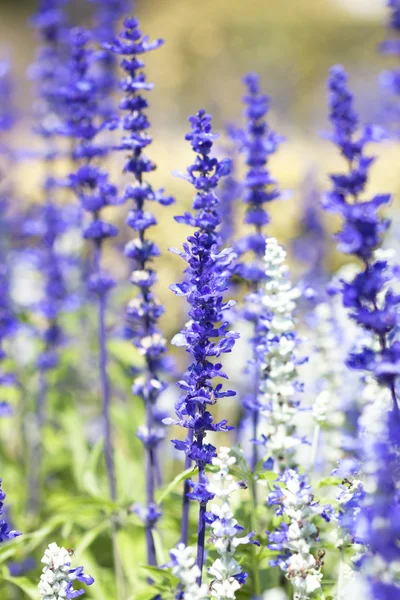 Salvia purple flowers — стоковое фото