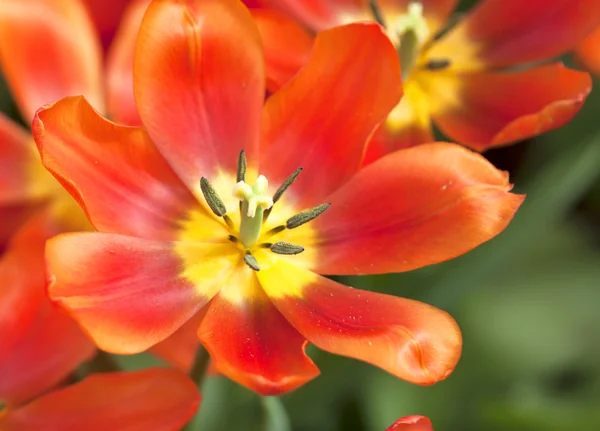 チューリップの花 — ストック写真