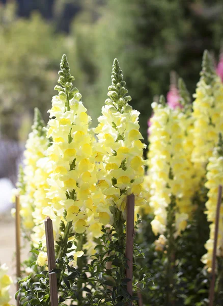 Flores amarelas florescendo bando — Fotografia de Stock