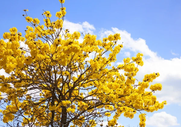 Fleurs jaunes indiennes — Photo